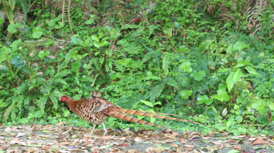 WT様　CANON　EOS 20D ダブルレンズ⚡️初心者⚡️超望遠　キャノン