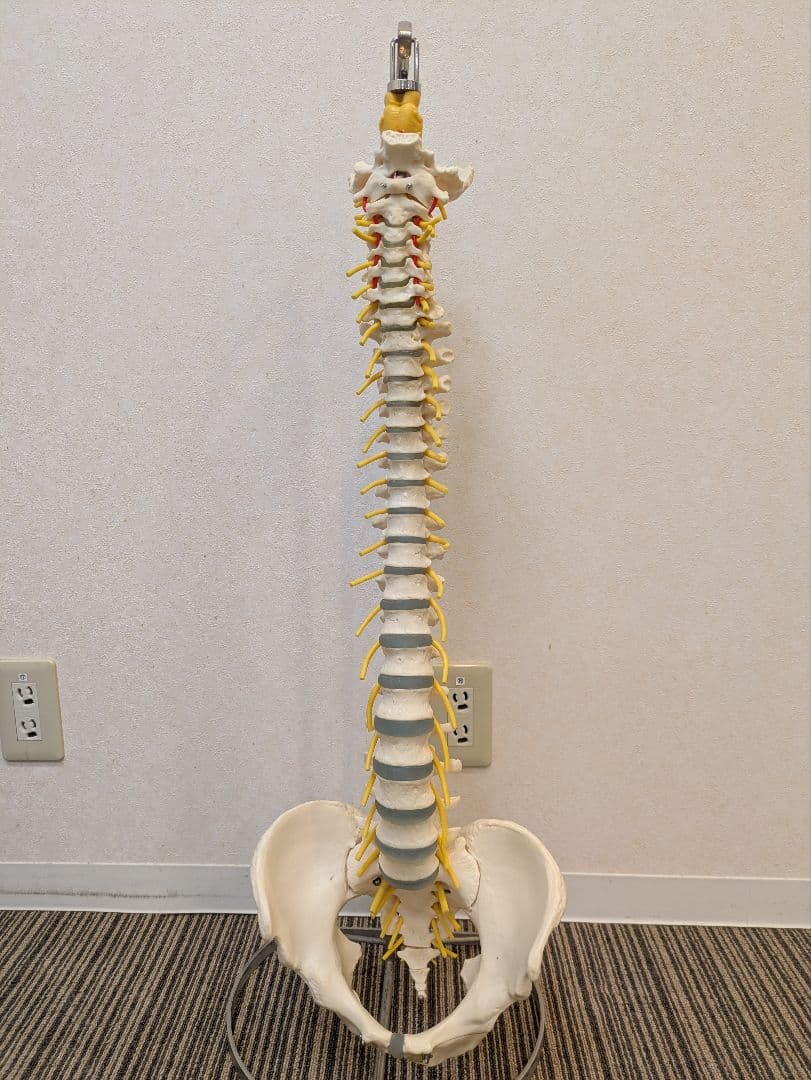 SOMSO(ソムソ)社製　脊柱模型 ドイツ製