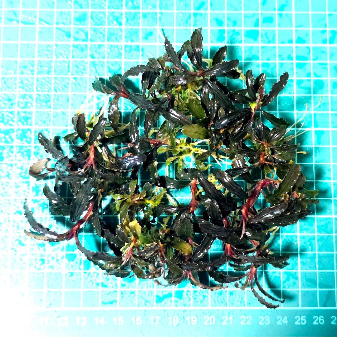 ブセファランドラsp.ゴジラ 群生