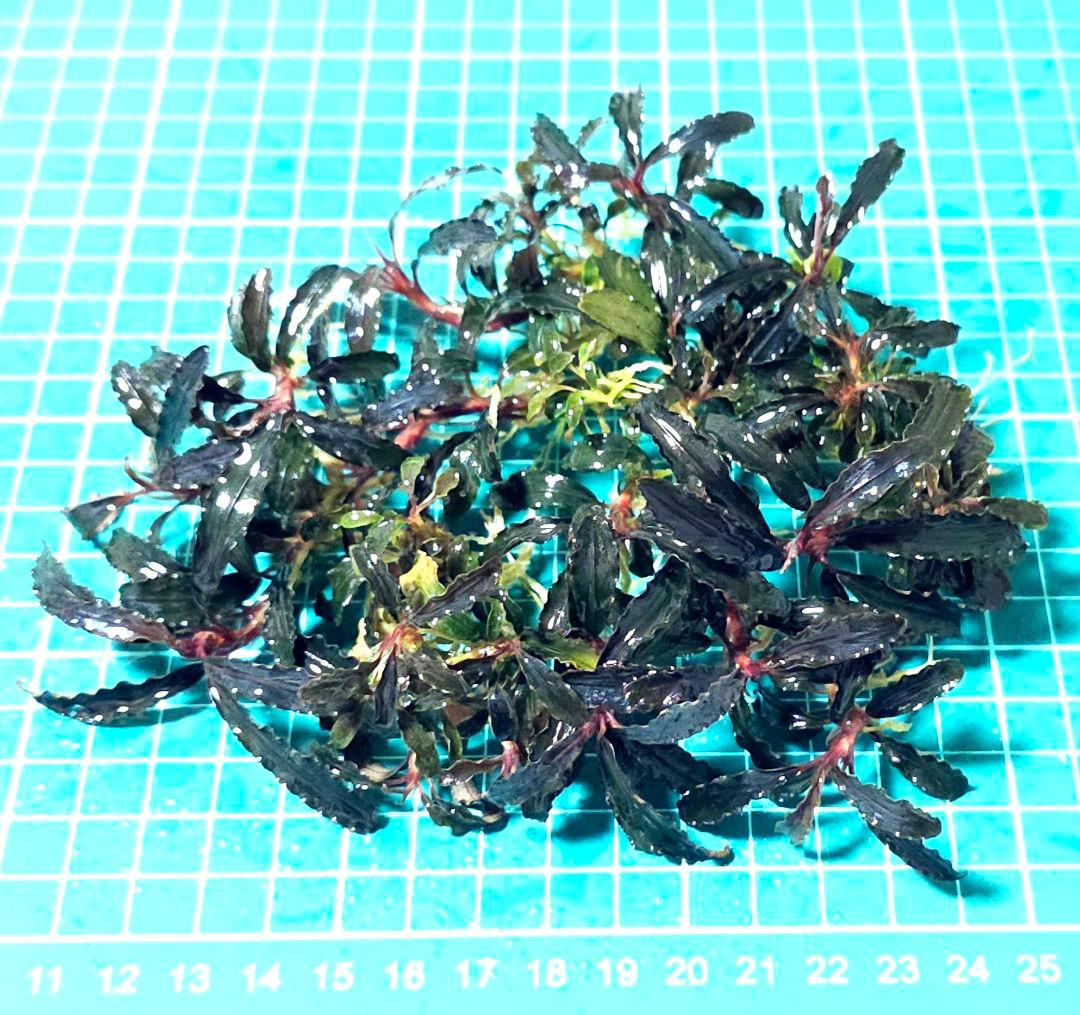 ブセファランドラsp.ゴジラ 群生