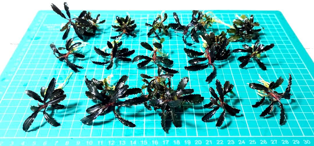 ブセファランドラsp.ゴジラ 群生