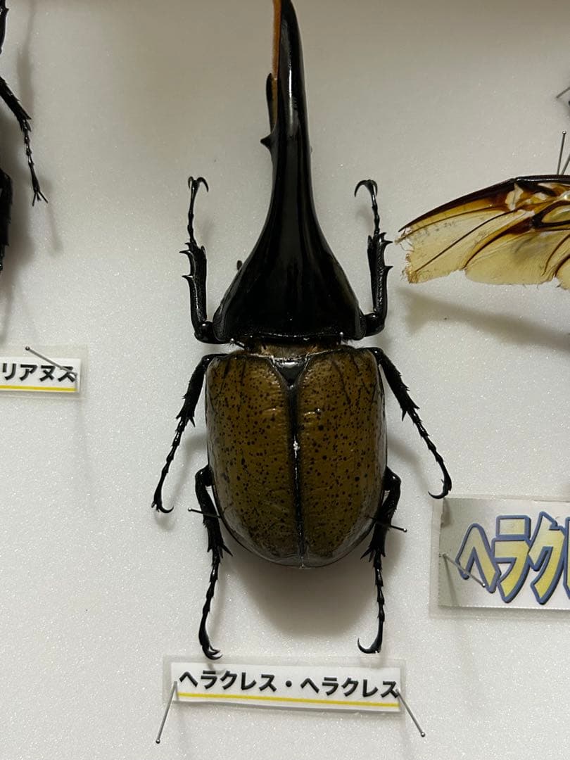 ヘラクレスオオカブト標本(亜種5種) シーラケース付き