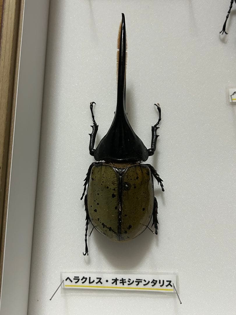 ヘラクレスオオカブト標本(亜種5種) シーラケース付き
