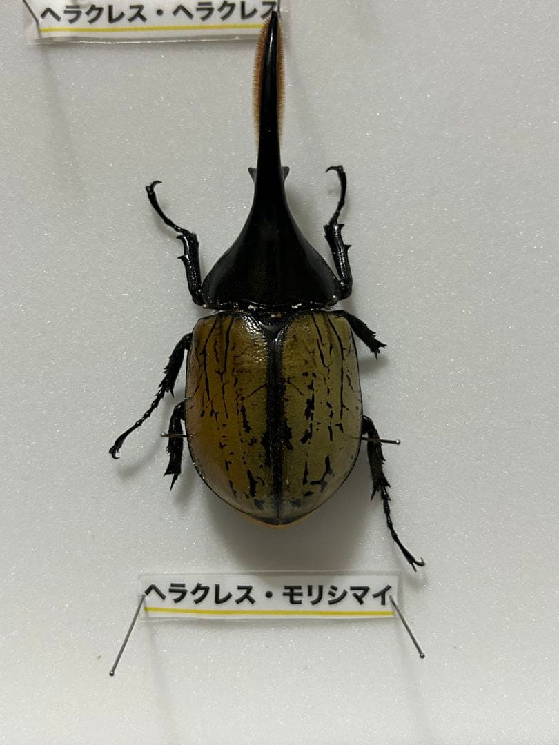 ヘラクレスオオカブト標本(亜種5種) シーラケース付き