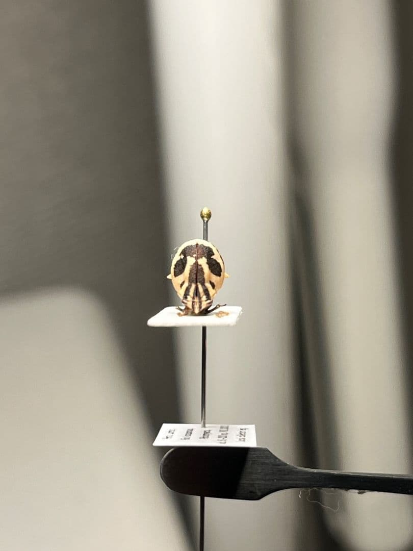 【完璧髑髏】パンダヘルメットツノゼミ ハゴロモ　標本.セミ ホタル 蛍