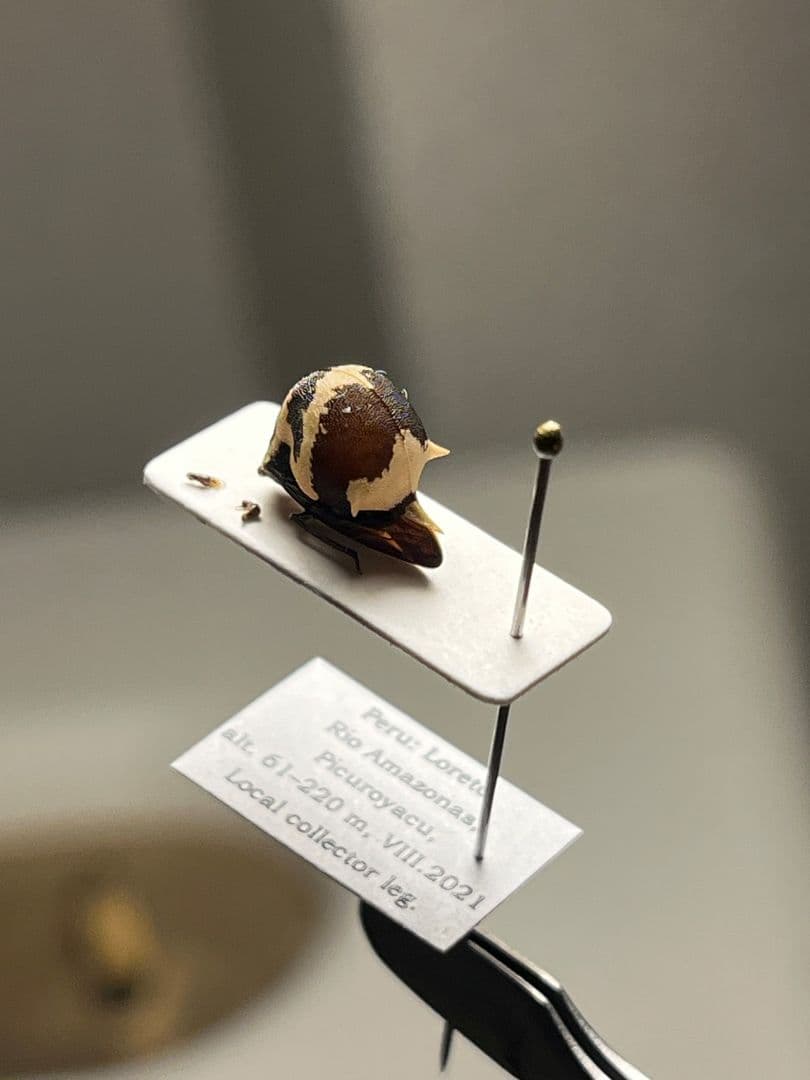 【完璧髑髏】パンダヘルメットツノゼミ ハゴロモ　標本.セミ ホタル 蛍