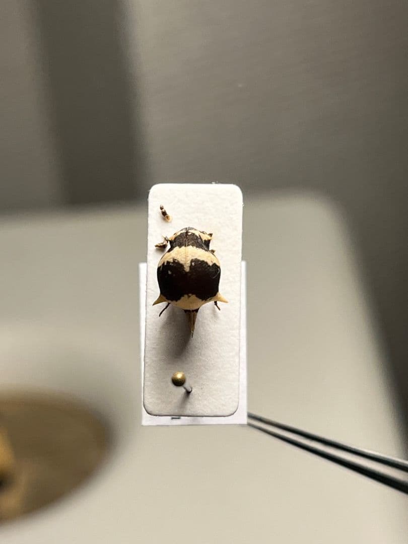 【完璧髑髏】パンダヘルメットツノゼミ ハゴロモ　標本.セミ ホタル 蛍