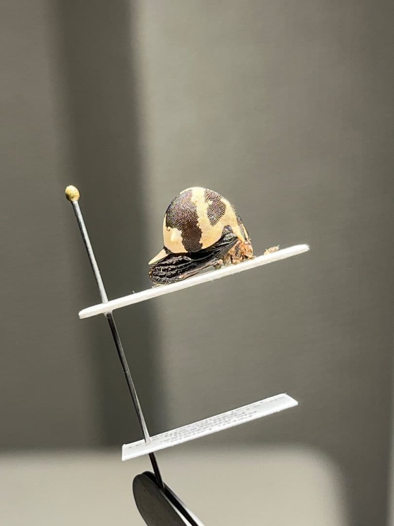 【完璧髑髏】パンダヘルメットツノゼミ ハゴロモ　標本.セミ ホタル 蛍