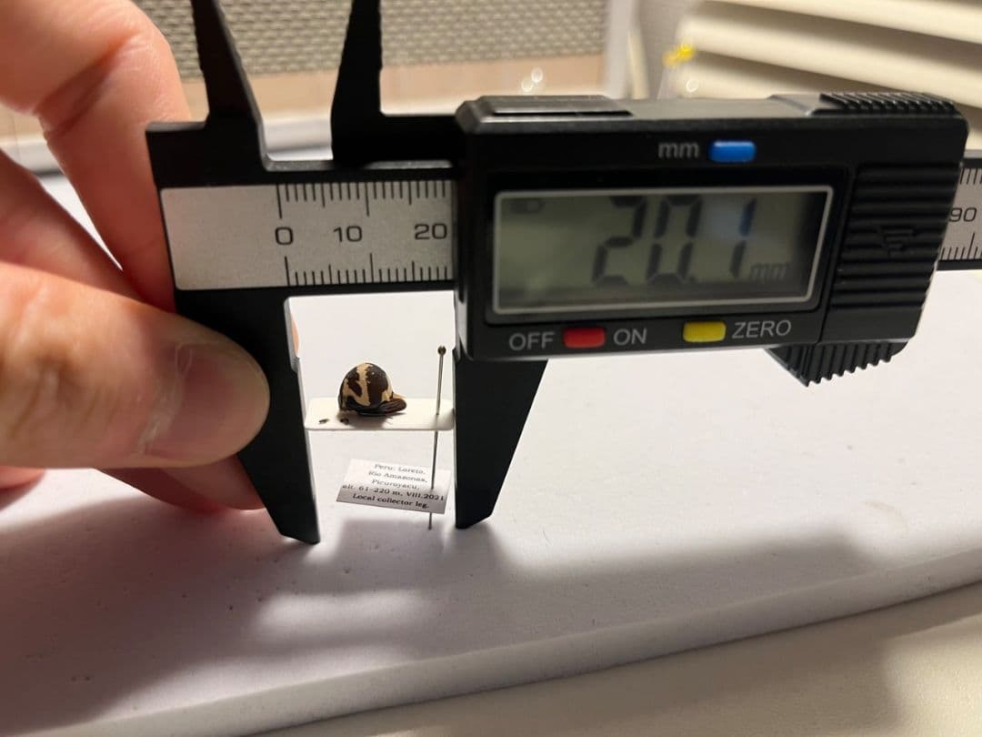 【完璧髑髏】パンダヘルメットツノゼミ ハゴロモ　標本.セミ ホタル 蛍