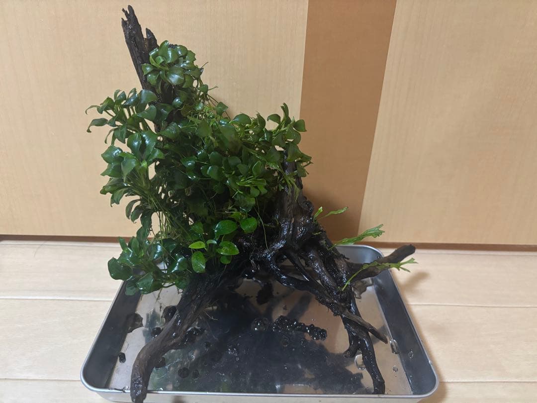 アヌビアスナナプチとミクロソリウム付き流木
