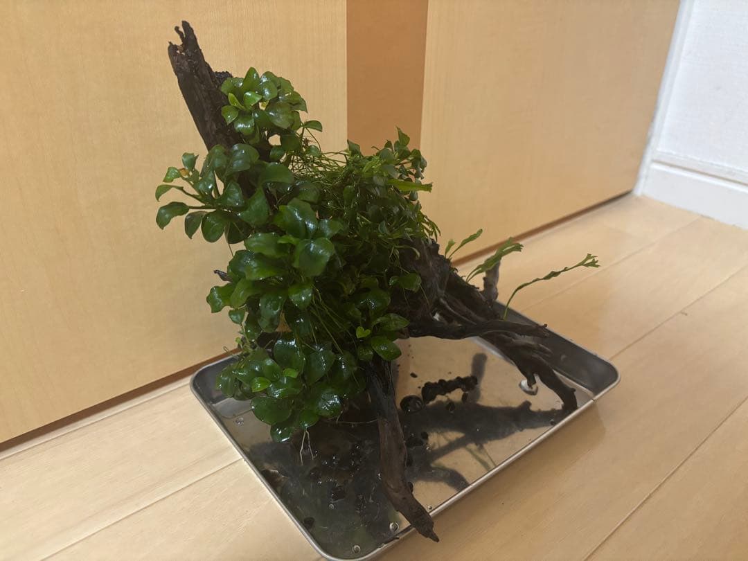 アヌビアスナナプチとミクロソリウム付き流木