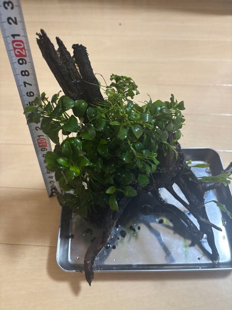 アヌビアスナナプチとミクロソリウム付き流木