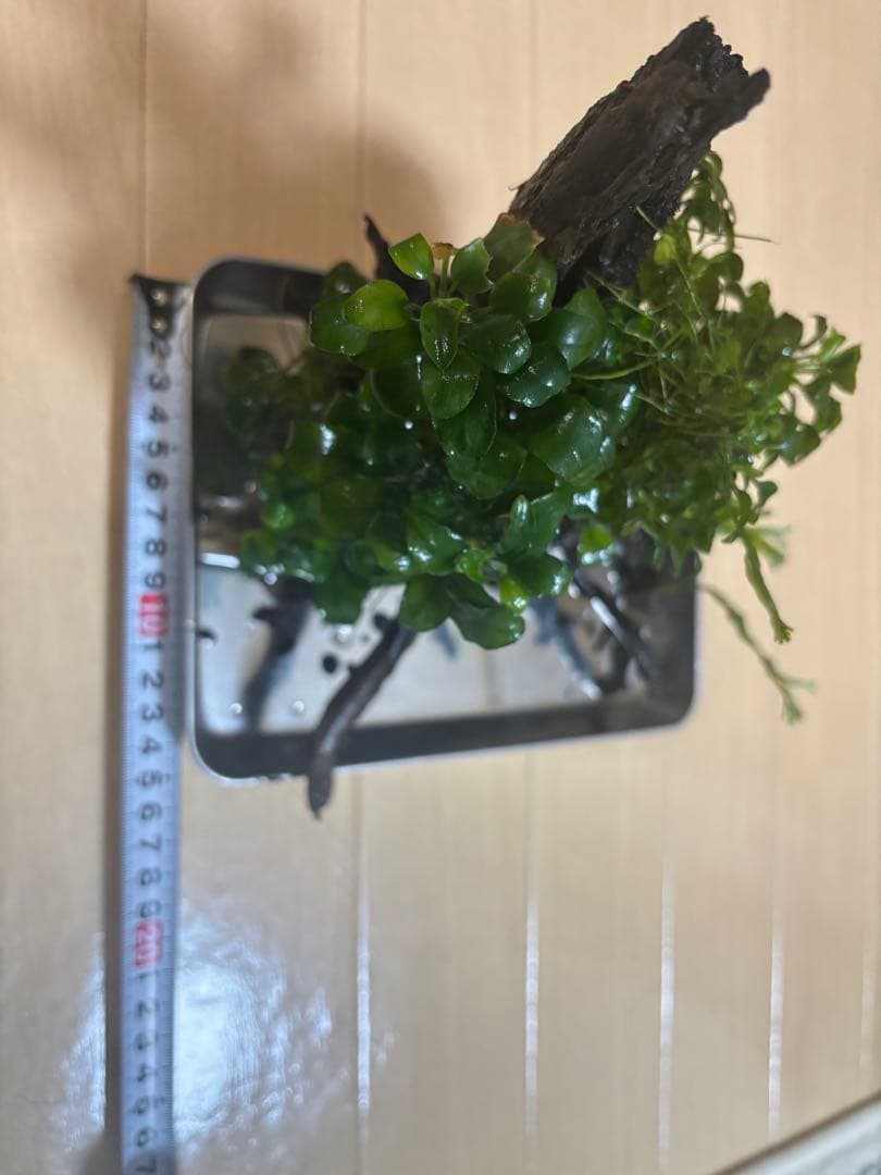 アヌビアスナナプチとミクロソリウム付き流木