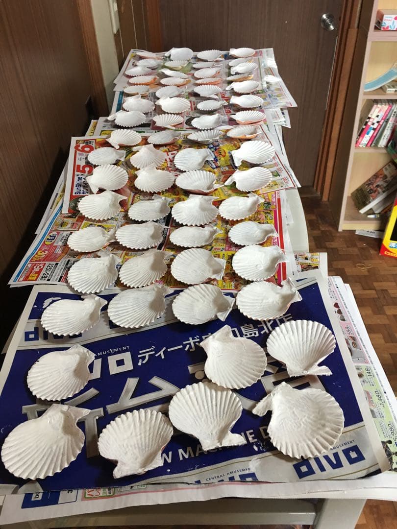 貝絵用 研磨済み ひおうぎ貝の貝殻キャンバス100枚1セット