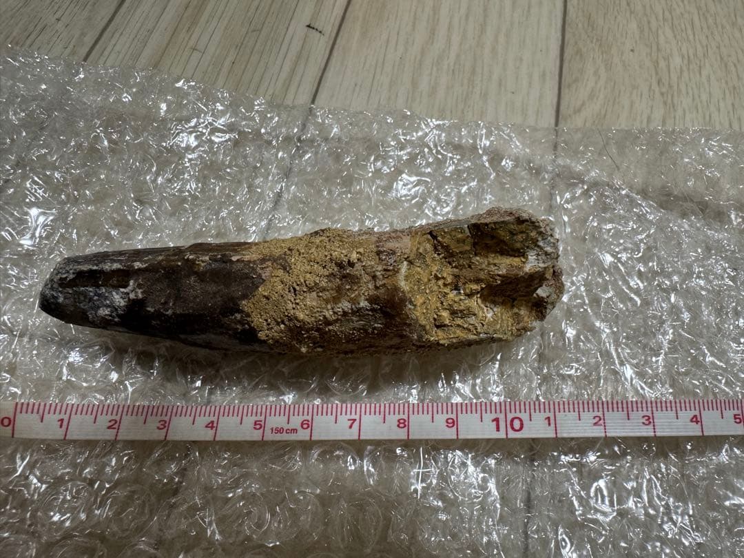 恐竜　獣脚類　スピノサウルス歯化石　特大