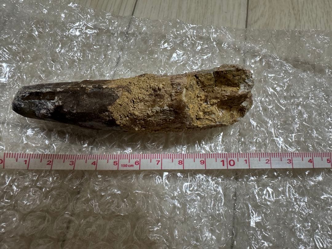 恐竜　獣脚類　スピノサウルス歯化石　特大