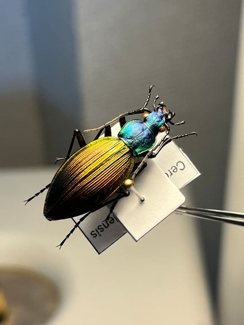 【極美個体】チリオサムシ標本 Ceroglossus chilensis