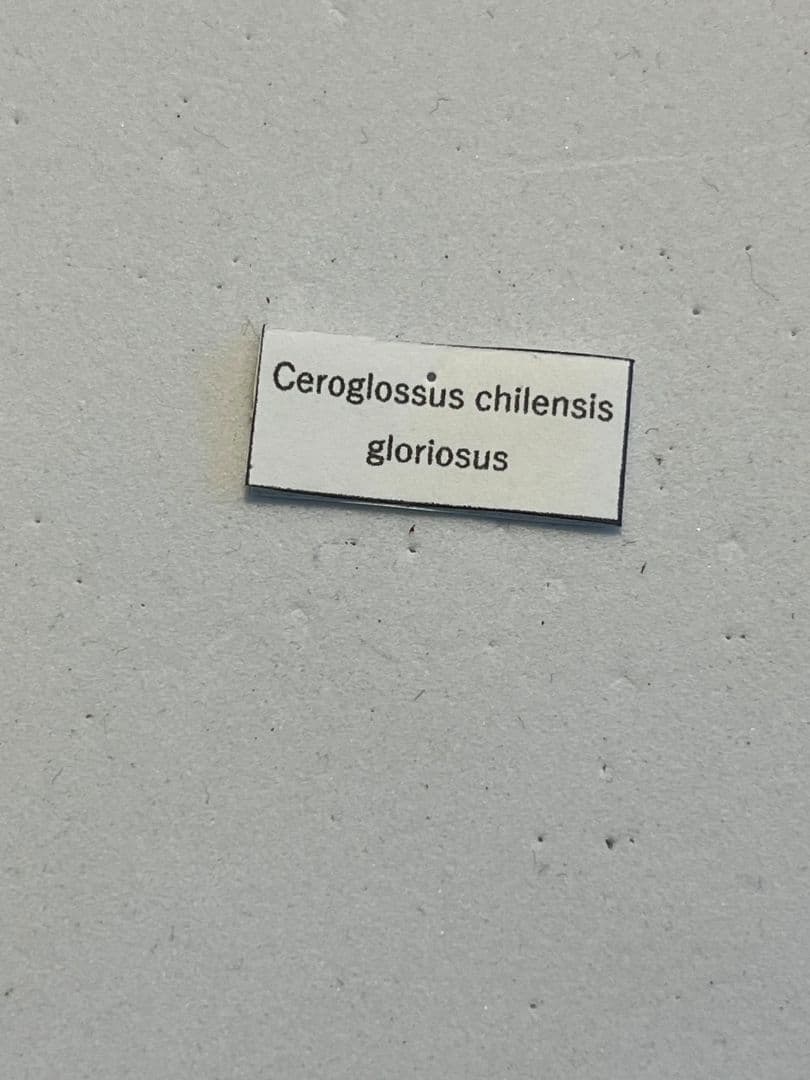 【極美個体】チリオサムシ標本 Ceroglossus chilensis