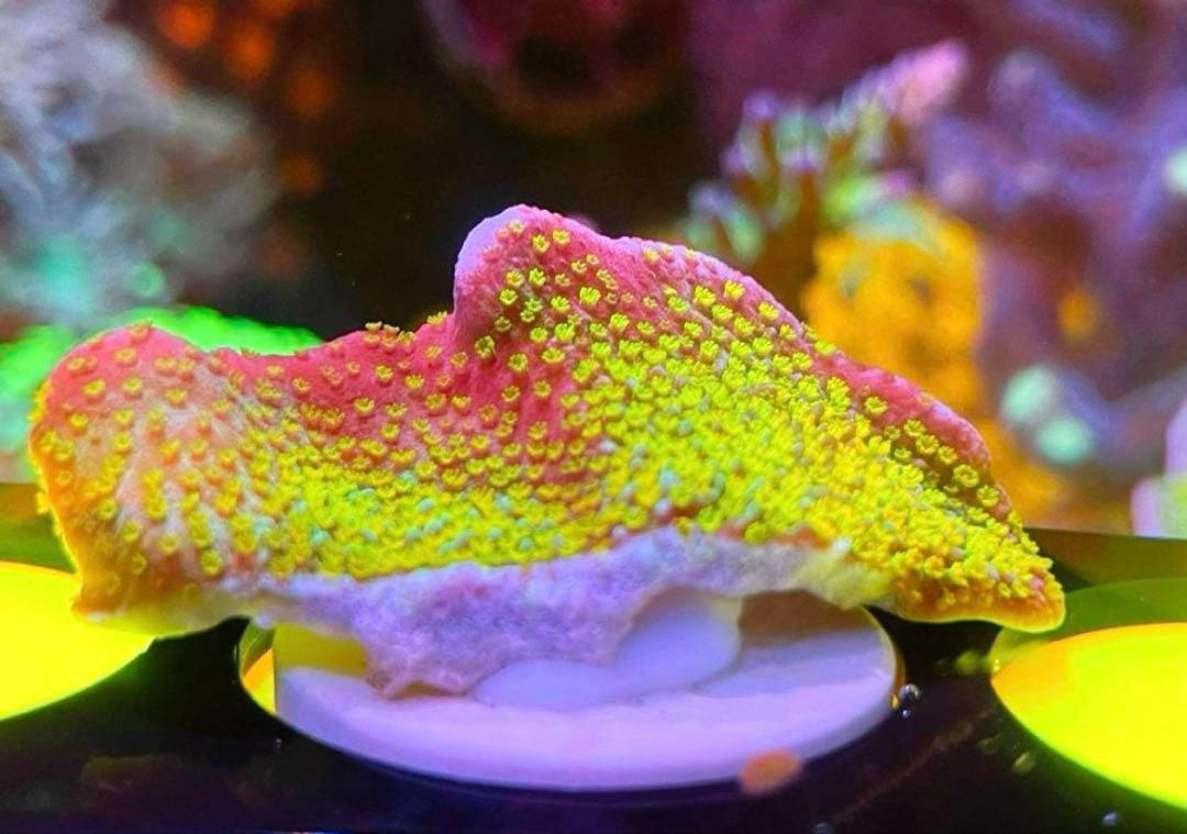 Forest Fire&Green➕Red&Green➕Rainbowセット