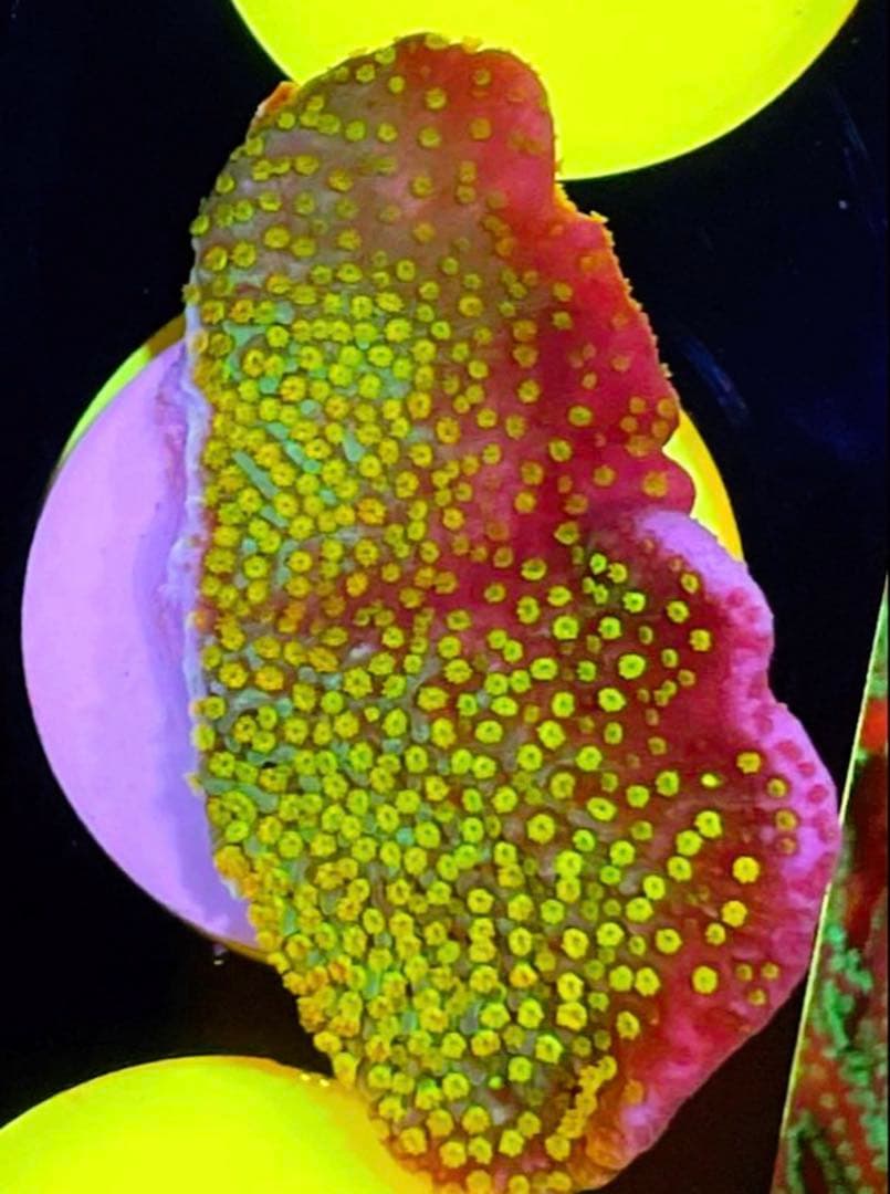 Forest Fire&Green➕Red&Green➕Rainbowセット