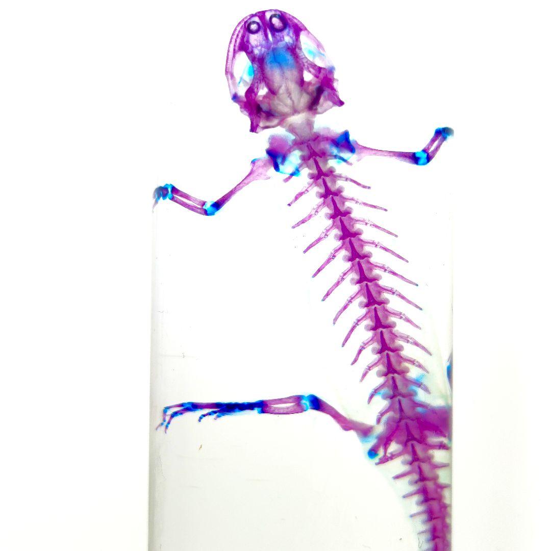 極美品【1点物】透明骨格標本 アカハライモリ③ 8-9cm 50ml