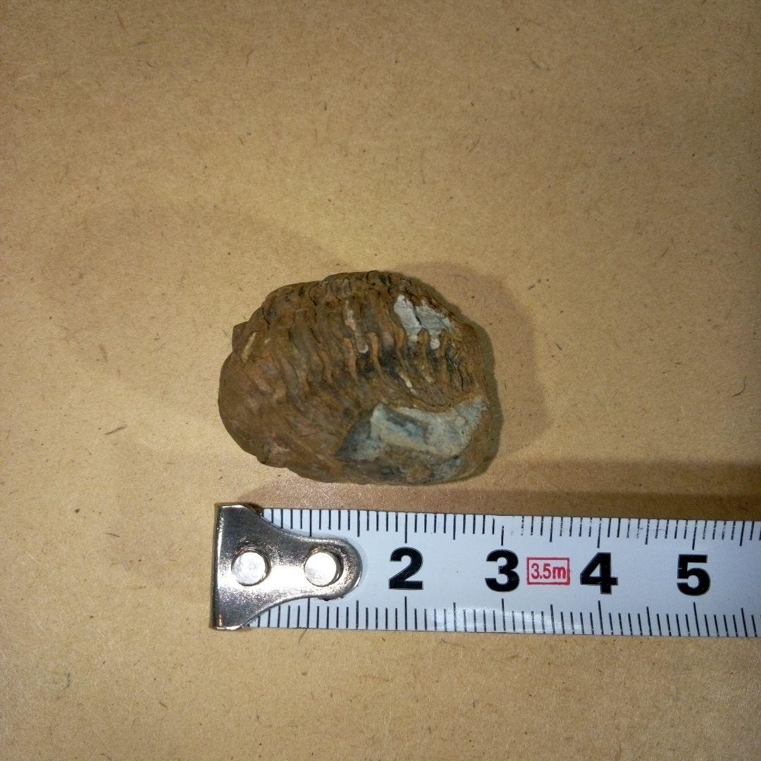 三葉虫　化石　三葉虫化石　究極のレトロ　fossil　ボリビア産　化石管理番号⑬