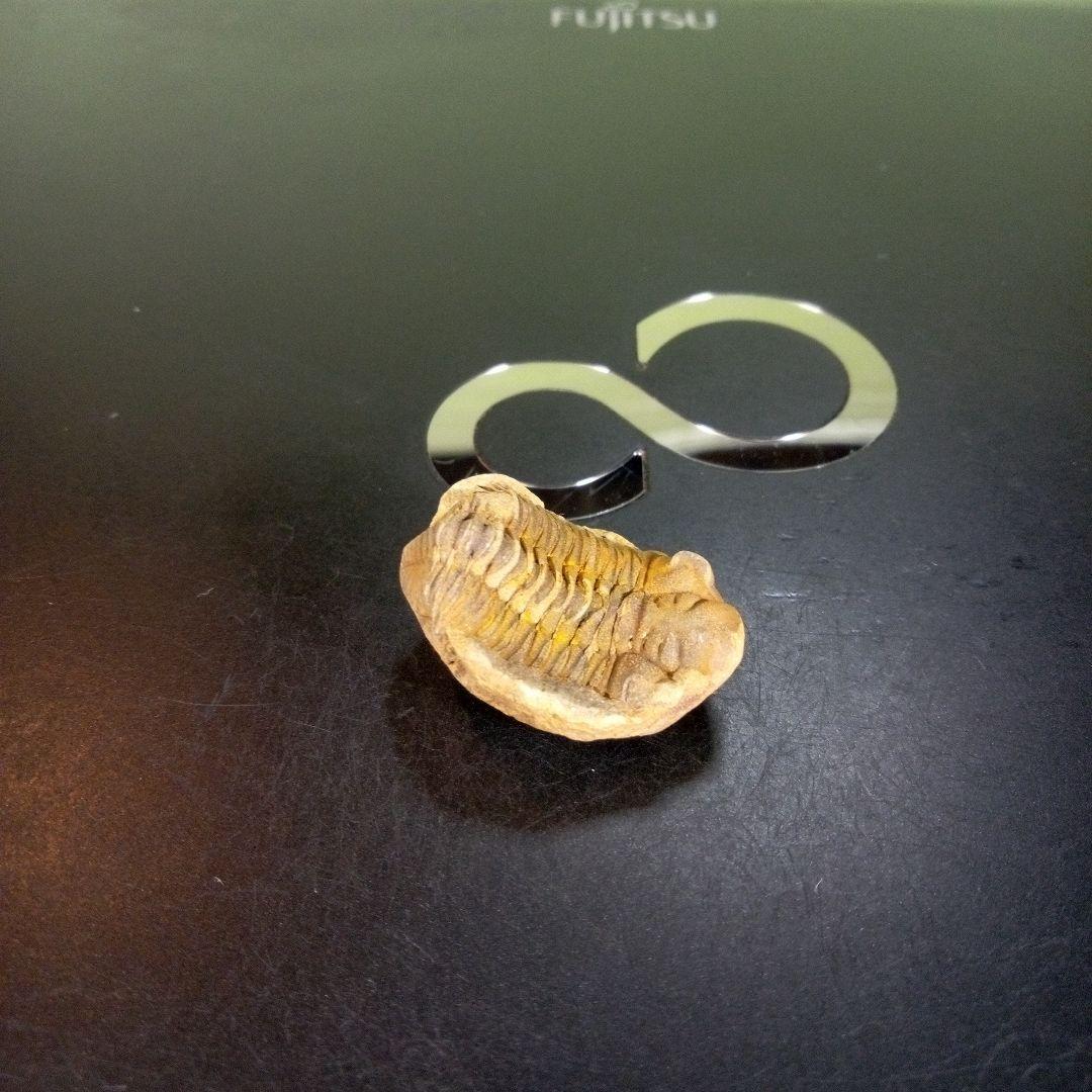 三葉虫　化石　fossil　ボリビア産　trilobite　南アメリカ化石郡⑨