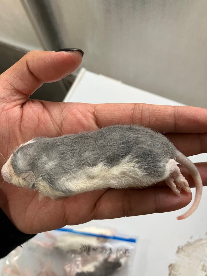 冷凍ラット50g〜60g、30匹セット！