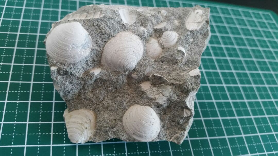 【母岩は最高に硬く重いノジュール】　化石　二枚貝　日本　岐阜県　瑞浪産