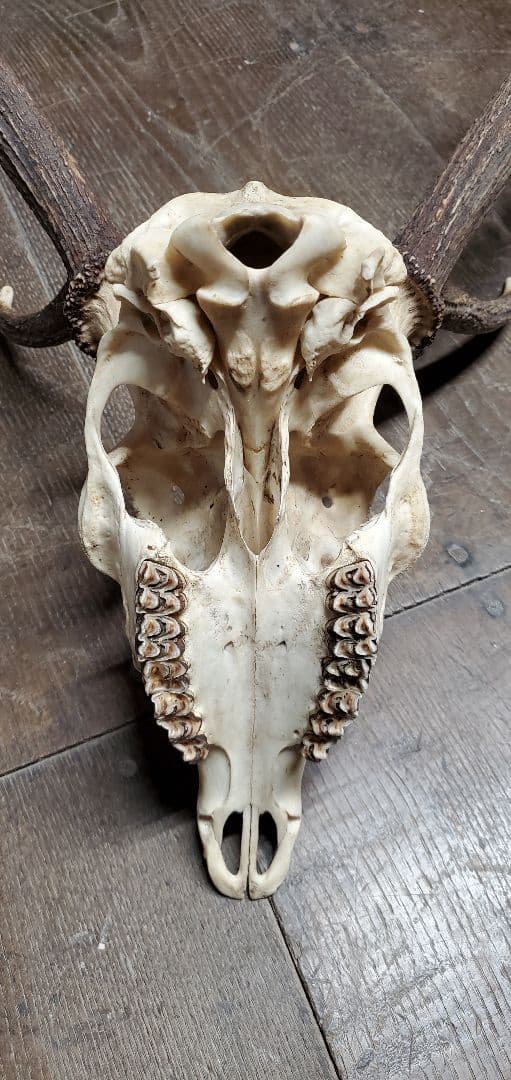 ニホンジカ雄　成獣約80kgの個体　トロフィー