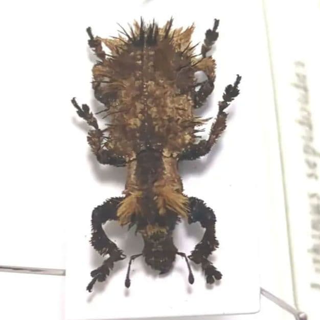 希少　標本　野外品　マダガスカル　チャイロミノケブカゾウムシ