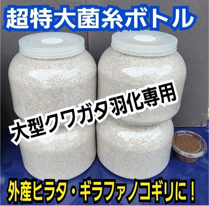 超特大2300ml【3本】ヒマラヤひらたけ菌糸瓶☆90ミリ以上の大型クワガタ専用