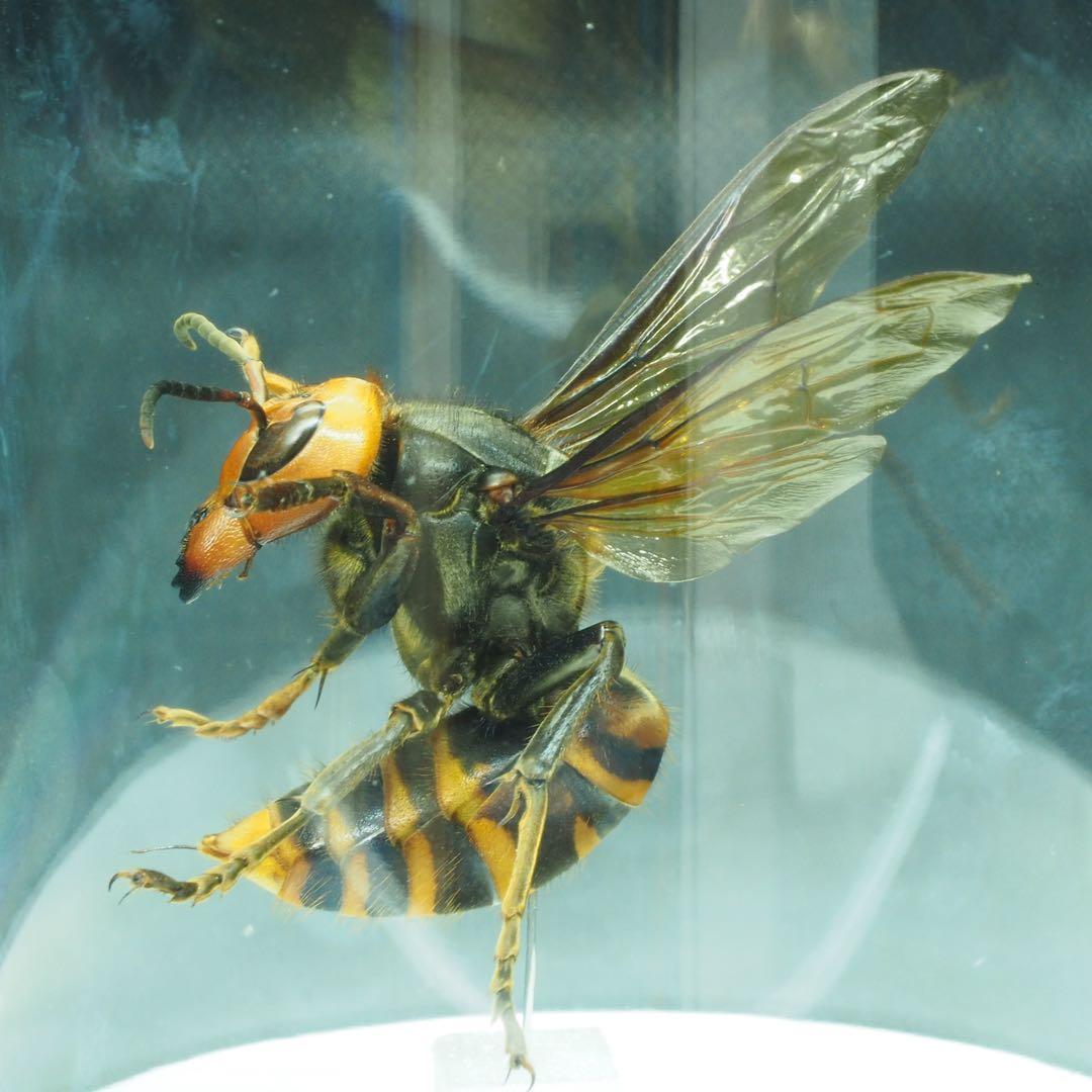 オオスズメバチ　女王蜂　立体標本2501