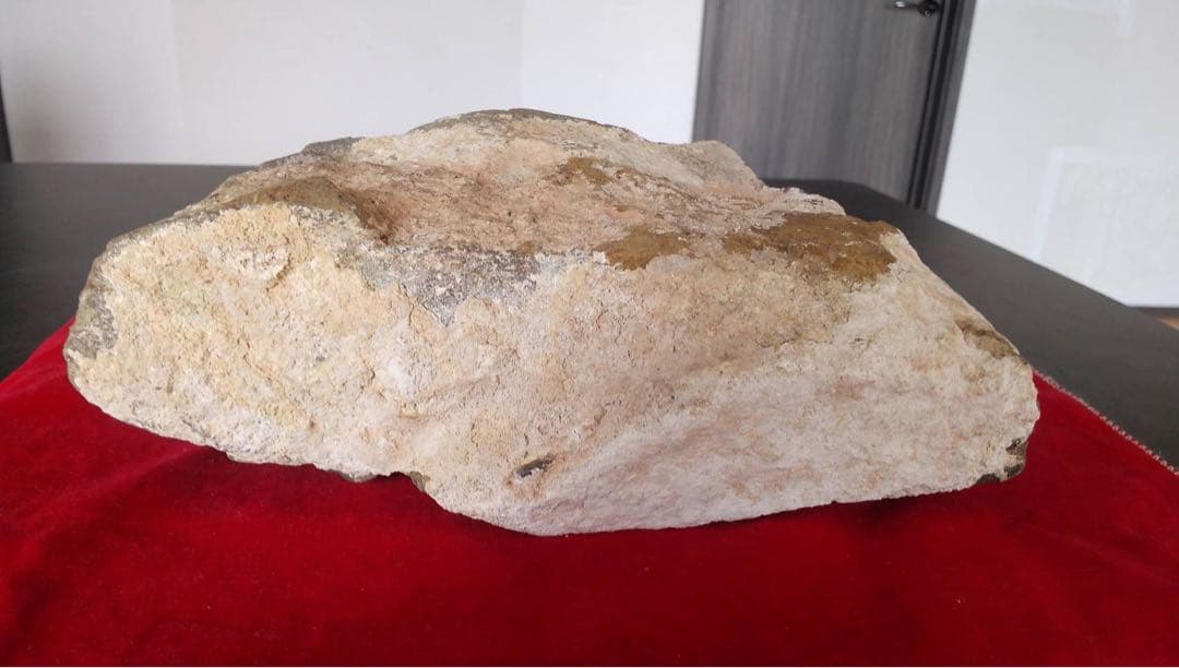 三葉虫化石　化石　古道具　アンティーク　ディスプレイ　オブジェ