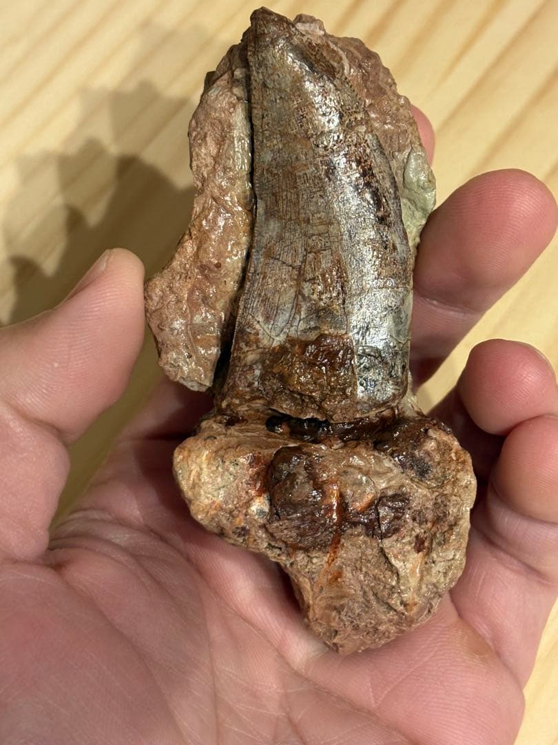 メガロサウルスの歯　化石　モロッコ　恐竜