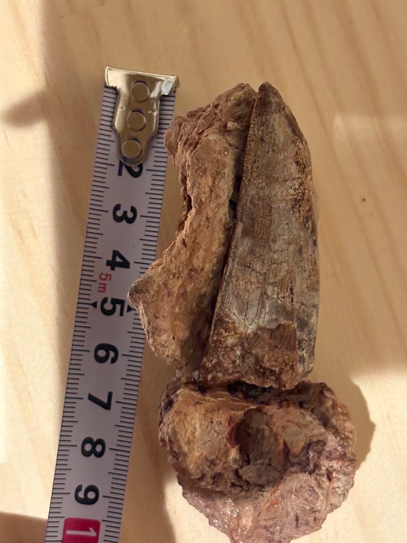 メガロサウルスの歯　化石　モロッコ　恐竜