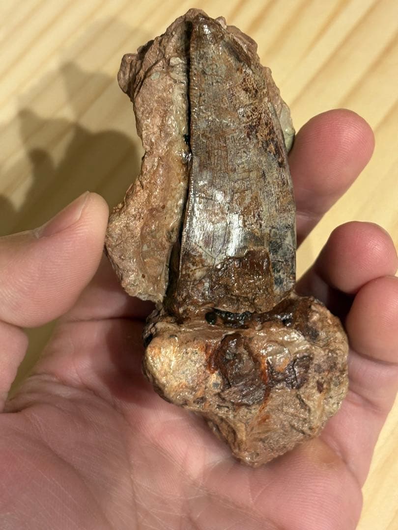 メガロサウルスの歯　化石　モロッコ　恐竜