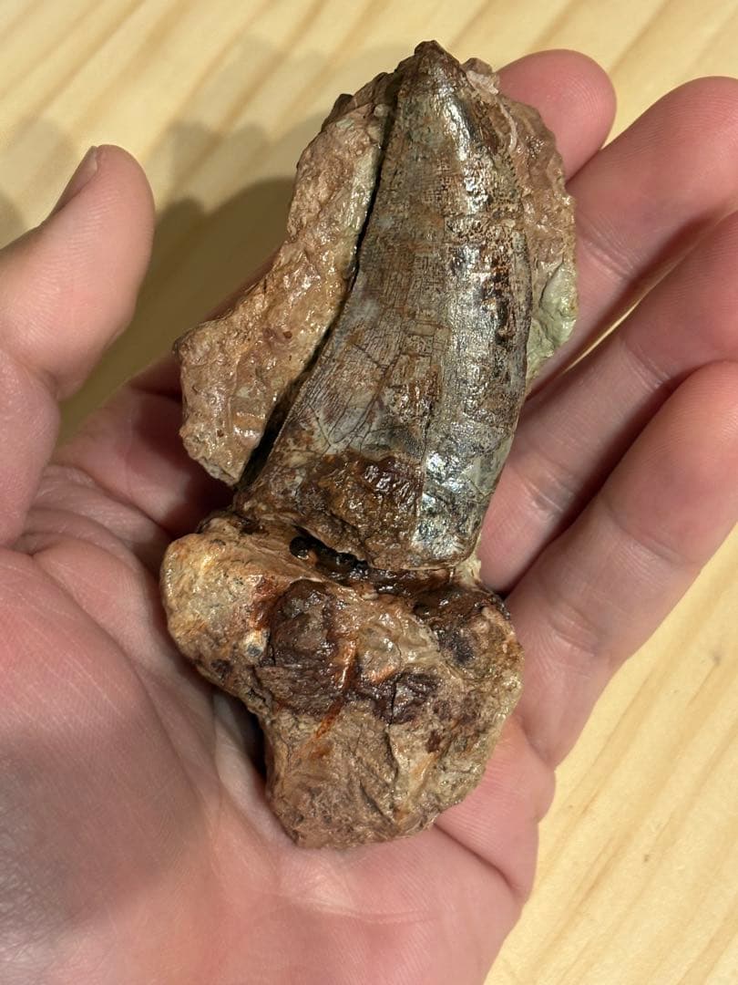 メガロサウルスの歯　化石　モロッコ　恐竜