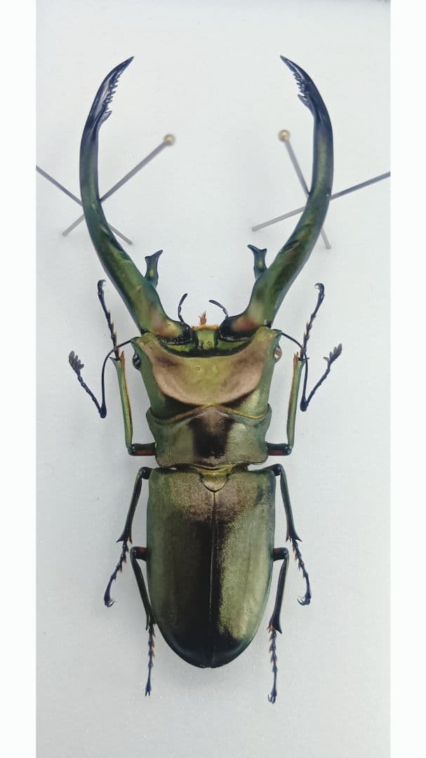 ※大型　トルンカ−トゥスホソアカ♂野外標本
