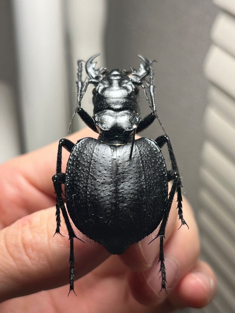 【52mm♀】オオエンマハンミョウ Manticora 昆虫標本