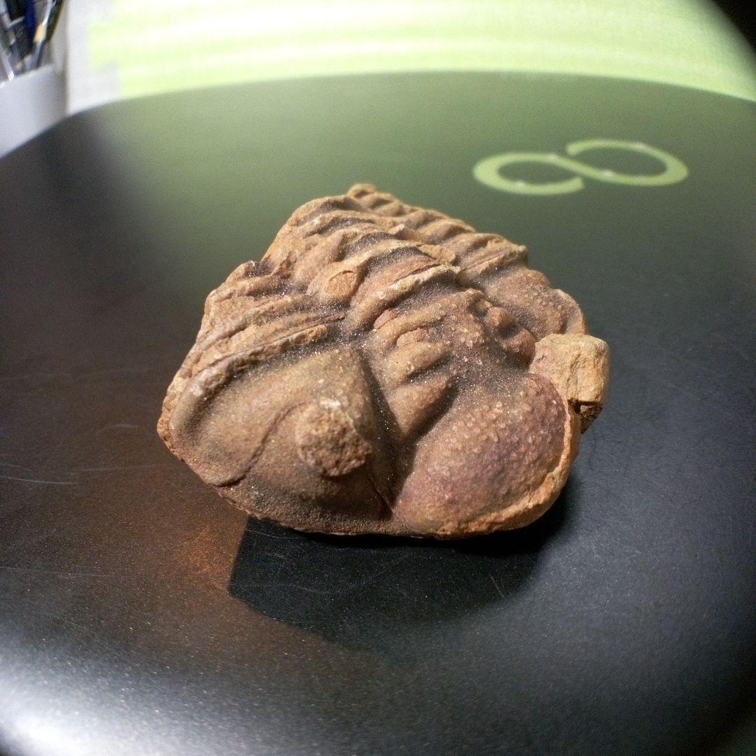 三葉虫　化石　fossil　ボリビア産　トライロバイト　Fossil番号③