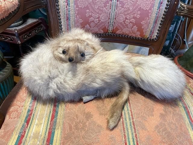 クリーム色のファーコート