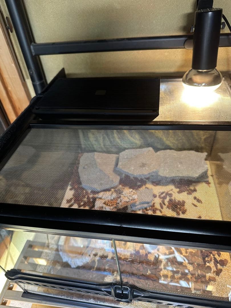 最終価格 爬虫類ケージ セット グラステラリウム他