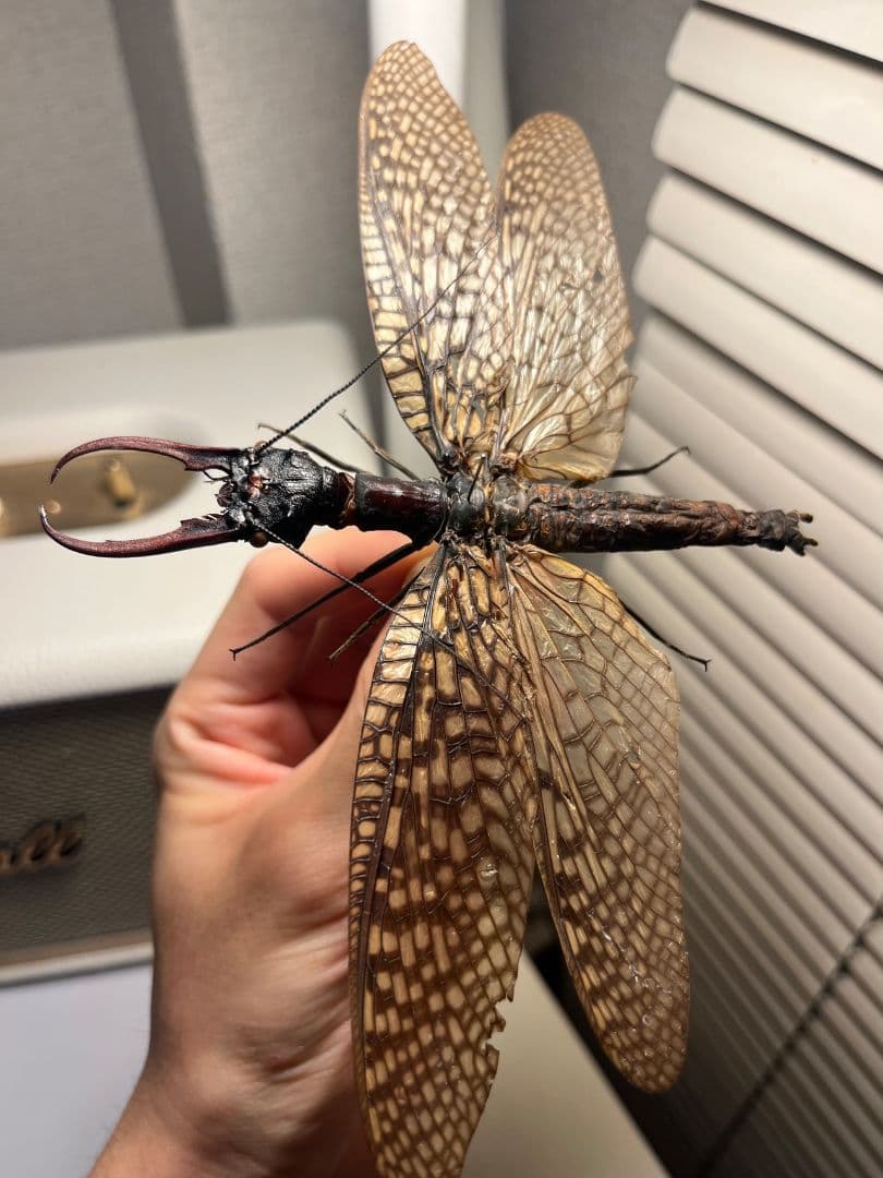 【巨大紅牙】オオキバヘビトンボ オオアゴヘビトンボ 昆虫標本 標本