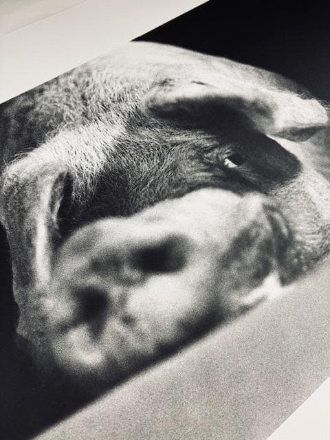 額装品/Animal I/マキシムゴダール/限定65枚/サイン・ナンバリング入/