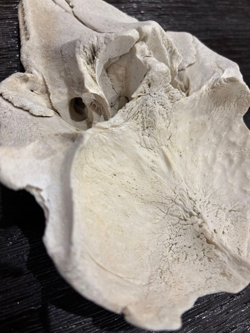 イルカ　クジラ　標本 約20cm 詳細な骨構造