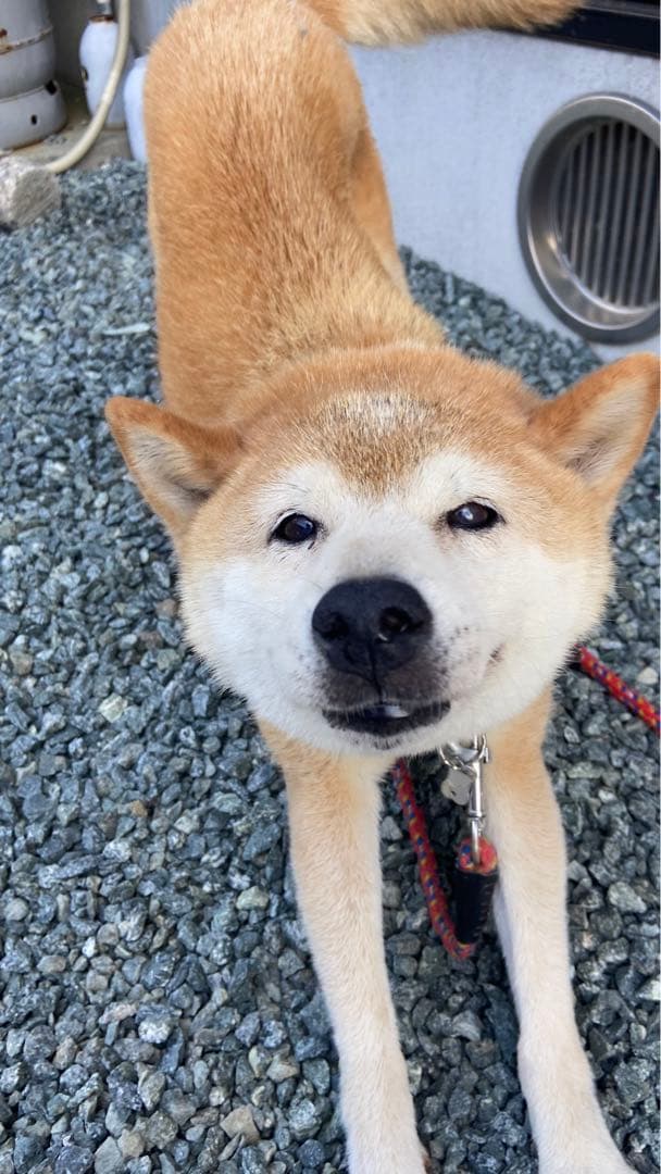 なつのフォトグラム集First