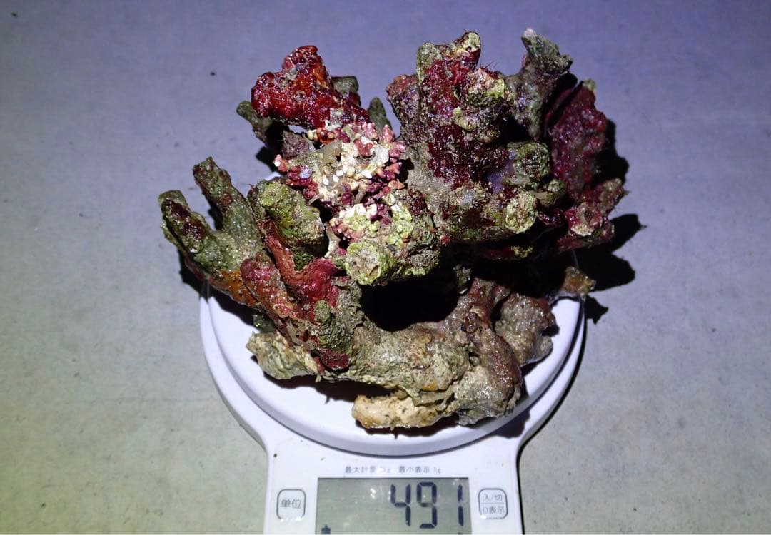 ライブロック　約3.6kg