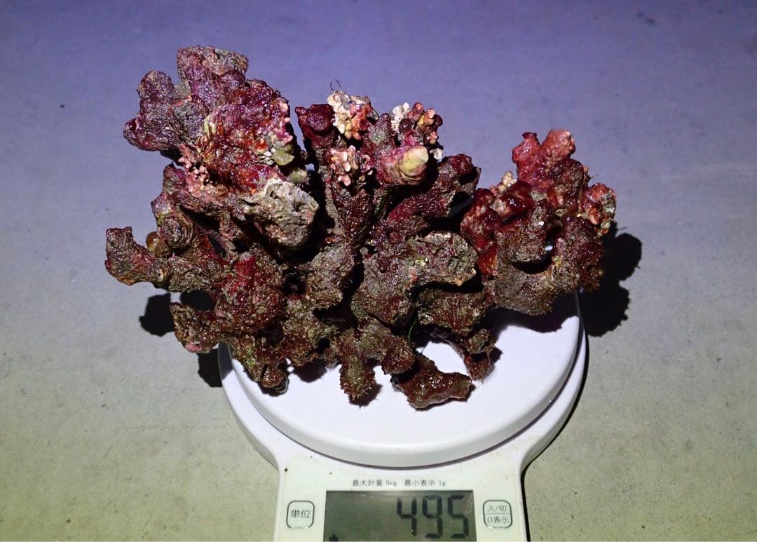 ライブロック　約3.6kg