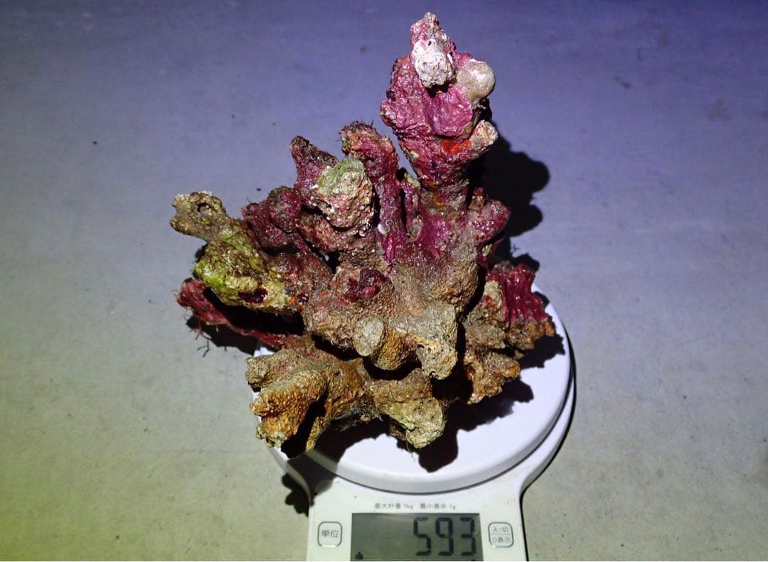 ライブロック　約3.6kg